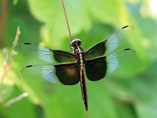 Just dragonfly